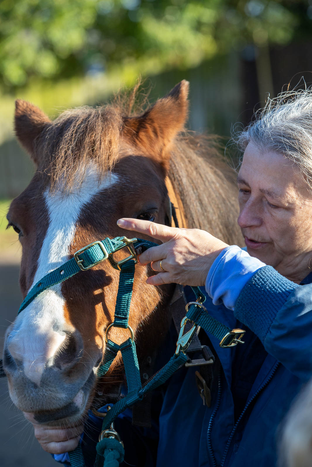 Image of pony having a bridle fitted by a volunteer